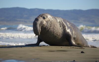 Sea elephants demise on King Island