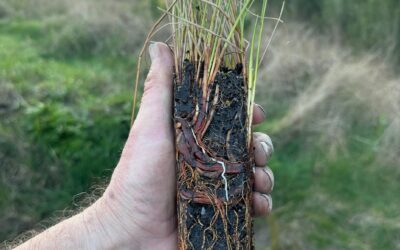 wetland plants – more underground than above